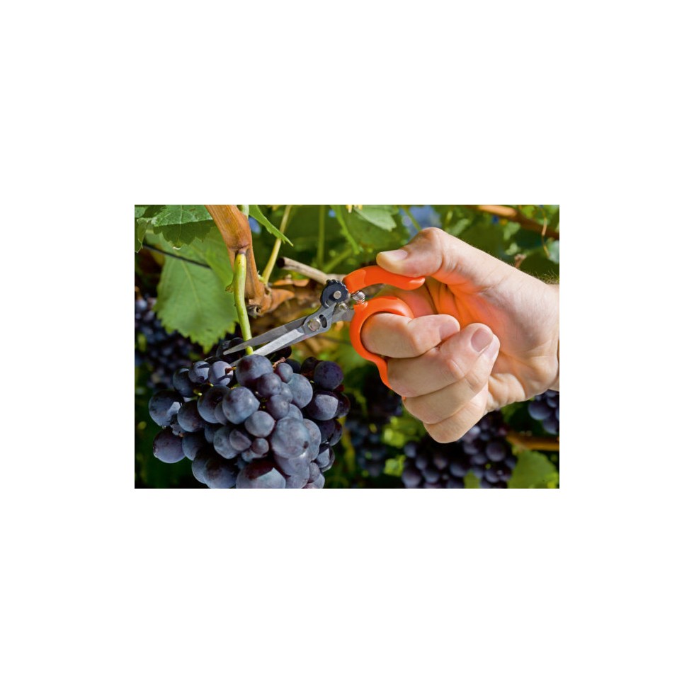 STOCKER FORBICE ANELLO VENDEMMIA INOX 25