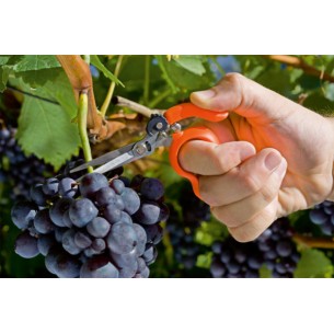 STOCKER FORBICE ANELLO... 2