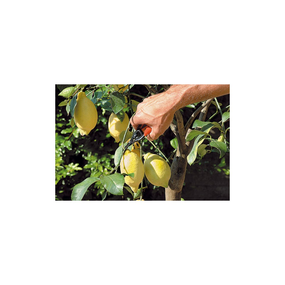 STOCKER FORBICE AGRUMI