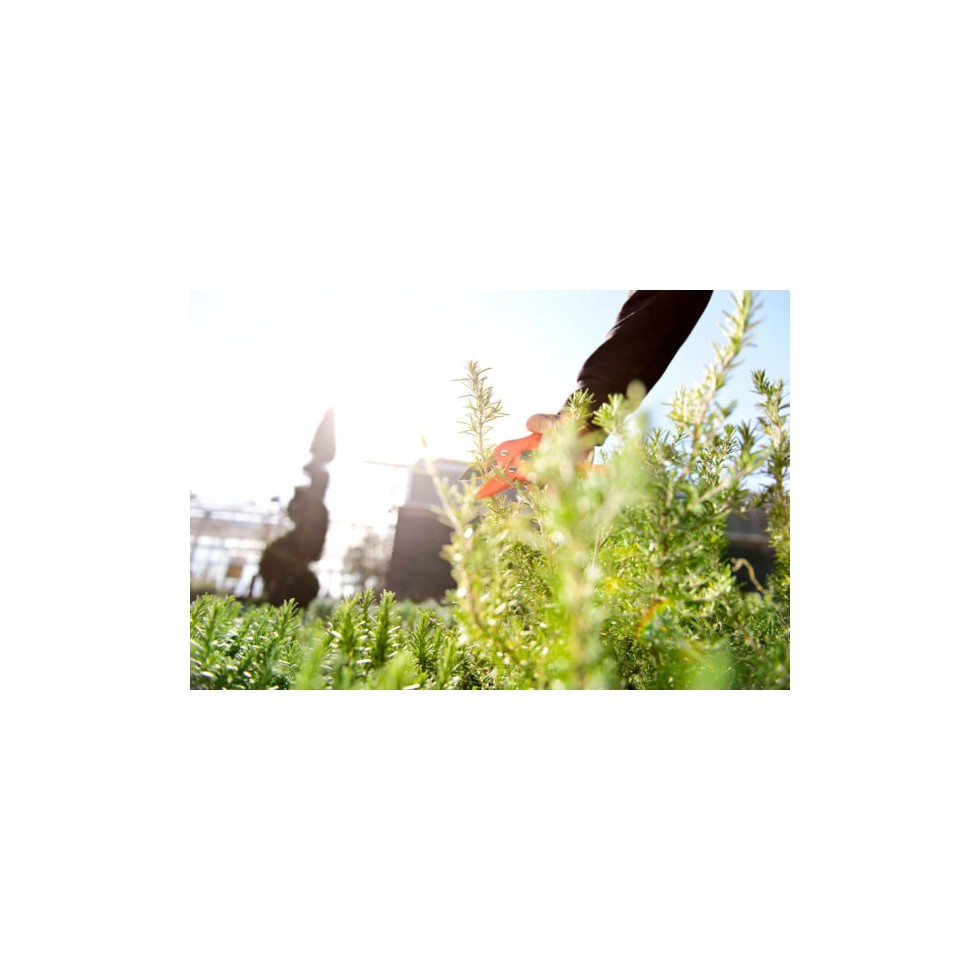 STOCKER FORBICE A CRICCHETTO 17