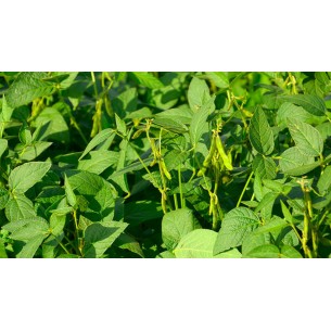 BASF DELMUS INSETTICIDA