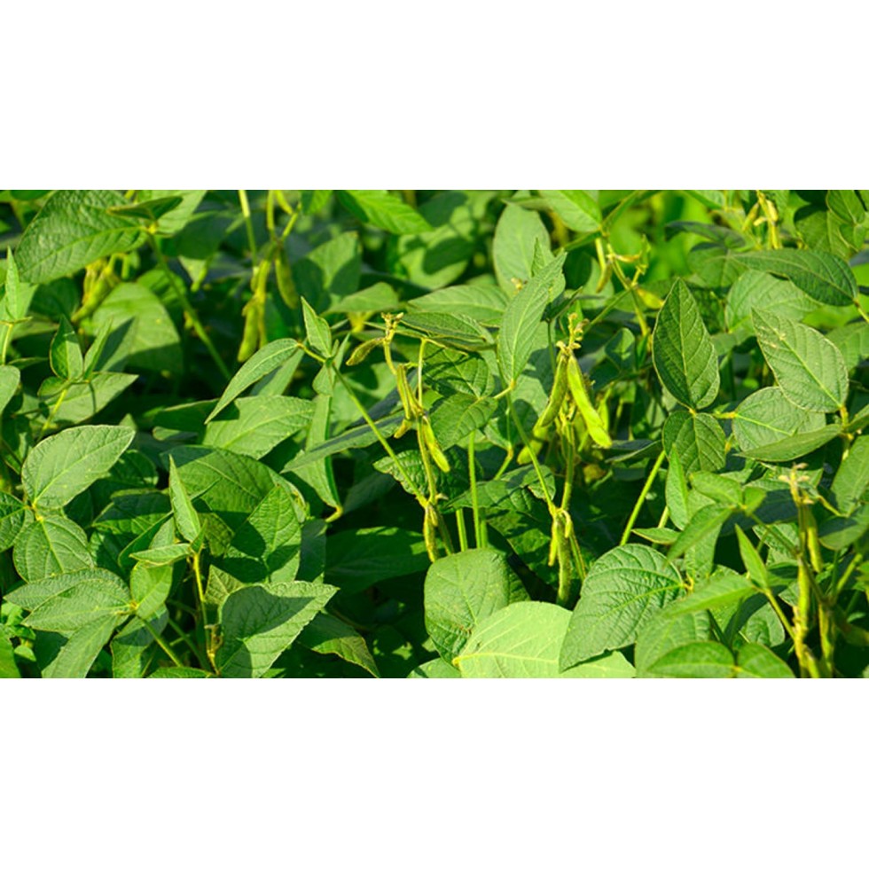 BASF DELMUS INSETTICIDA